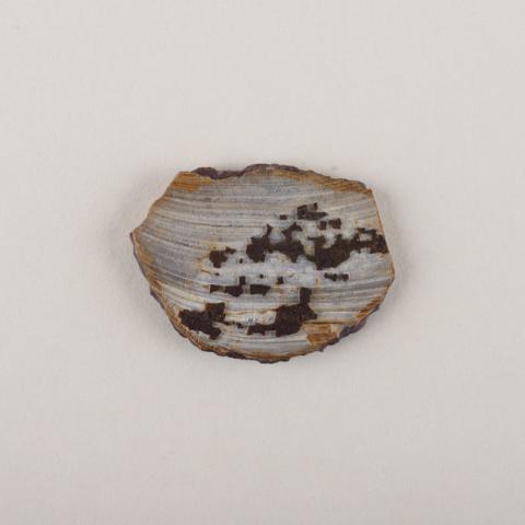 Primera imagen del registro Preforma anzuelo